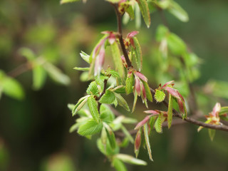 Corylus avellana - Feuilles naissantes et fleur femelle du noisetier commun