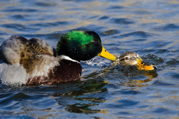 Pair of Mallard Ducks Mating on the Water