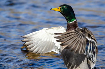 Obraz premium Mallard Duck Stretching Its Wings While Resting on the Water