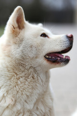 Head shot closup of a young japanese akita inu dog
