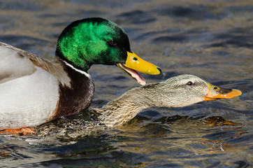 Pair of Mallard Ducks Mating on the Water