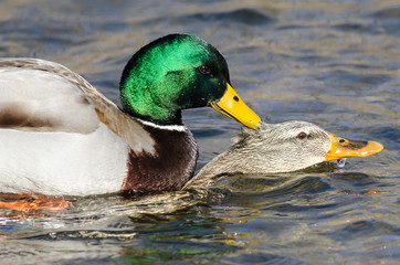 Pair of Mallard Ducks Mating on the Water
