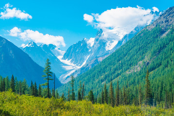 Beautiful glacier. Meadow near forest edge. Rocky ridge with snow behind hills with conifer forest. Huge clouds on giant snowy mountain top under blue sky. Atmospheric landscape of highland nature. © Daniil