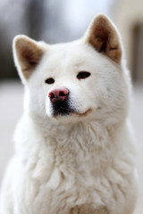 Head shot closup of a young japanese akita inu dog