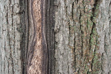 tree bark close-up