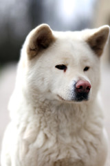 Outdoor close up portrait of a japanese akita inu dog