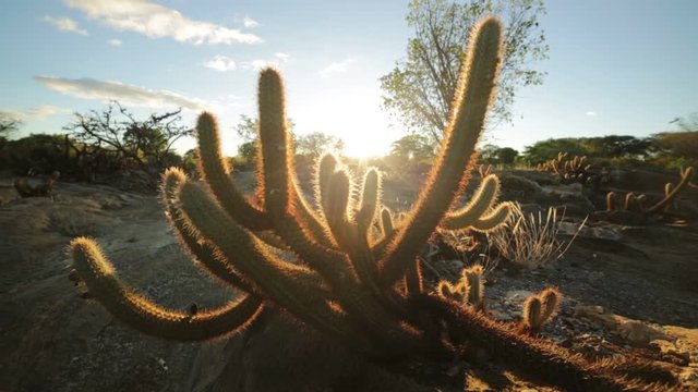 Cactus. Desert