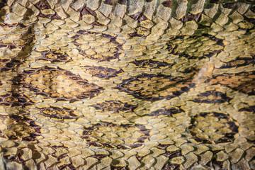 Dried snake skin of Siamese russell's viper (Daboia siamensis) for background. Daboia siamensis is a venomous viper species that is endemic to parts of Southeast Asia, southern China and Taiwan.