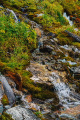 Rich flora of highlands. Red and green mosses, colorful plants, lichens, small waterfall from rock. Spring water on mountainside. Amazing natural background with beautiful vegetation of mountains.