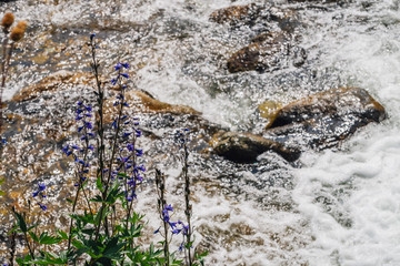 Group of beautiful purple flowers of larkspur near mountain creek close-up. Rich vegetation of highland. Blooming blue flowers on background of fast water stream among boulders in bright sunlight.