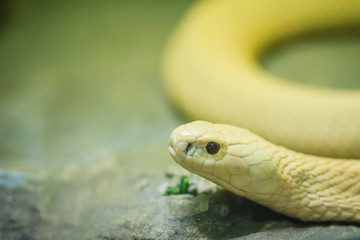 The monocled cobra (Naja kaouthia), also called monocellate cobra, is a cobra species widespread across South and Southeast Asia.
