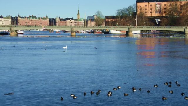 An early sunny spring day in Stockholm, birds and ice drifting on flow of meltwater