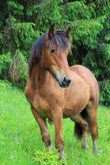 Fototapeta premium Beautiful brown horse near the forest