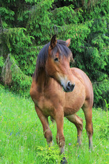 Beautiful brown horse near the forest