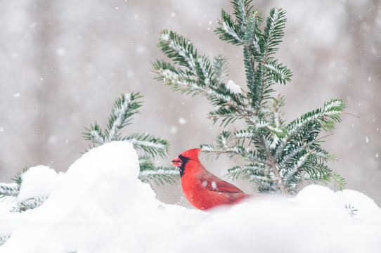 red male cardinal out in the snow