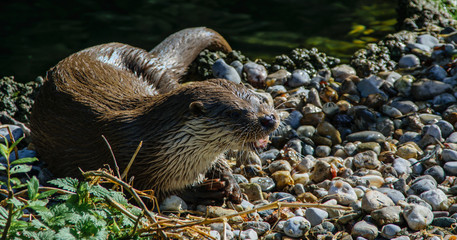 Grinning otter on the bank