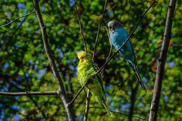 Couple of parrots on a branch