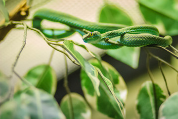 Obraz premium Large-eyed Green Pitviper (Trimeresurus macrops) species endemic to Southeast Asia