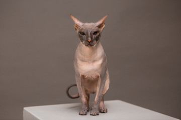 Obraz premium cat breed Sphynx on a gray background