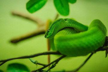 Trimeresurus trigonocephalus, the Sri Lankan pit viper, Ceylon pit viper, Sri Lankan green pitviper or locally, pala polonga, is a venomous pit viper species endemic to Sri Lanka.