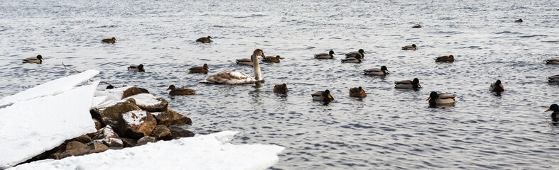 migratory birds, ducks and swans swim in a park on a lake / river. background.