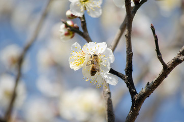 Bees Pollinating Cherry Blossom Flowers in Spring