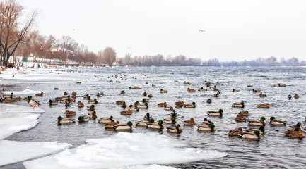 migratory birds, ducks and swans swim in a park on a lake / river. background.