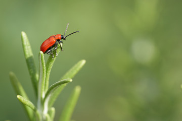A red beetle 