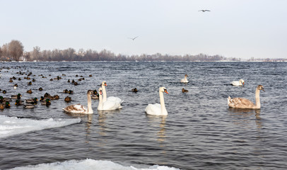 migratory birds, ducks and swans swim in a park on a lake / river. background.