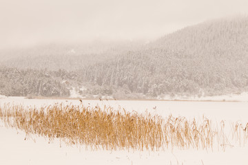 landscape in winter
