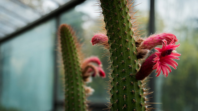 cactus in bloom