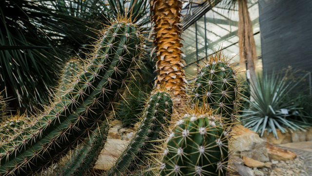 cactus in the garden