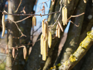 Corylus avellana - Inflorescences mâles ou chatons du noisetier commun en hivers