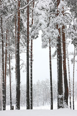 Tall slender pines in the winter forest covered with white snow.