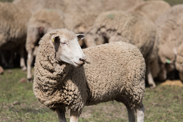 Naklejka premium Sheep in a field