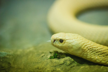 The monocled cobra (Naja kaouthia), also called monocellate cobra, is a cobra species widespread...