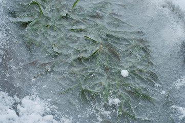 Green grass makes its way through a layer of ice.