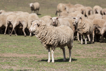Fototapeta premium flock of sheep
