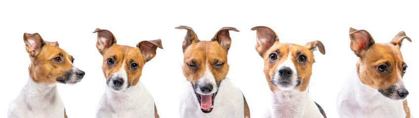 Closeup emotion Portraits of dog Jack Russell Terrier, standing in front, isolated on white