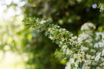 white flowers in the garden