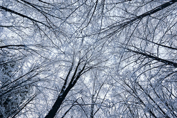 Winter view of trees crowns on gray sky background.