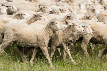 Sheep in a paddock