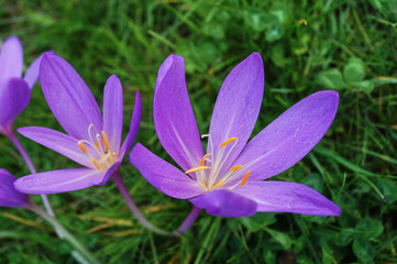 Purple crocus flowers blooming agains a green grass background