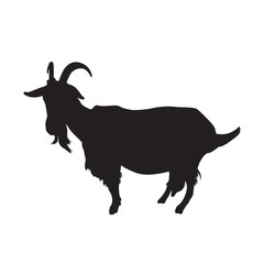 Goat with horns and udder. Farm dairy animal black silhouette on white background