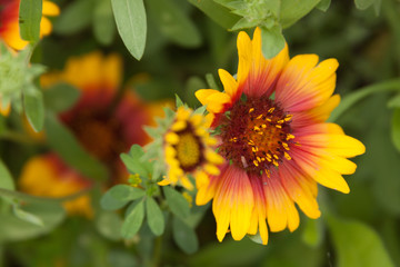Blanketflower gaillardia