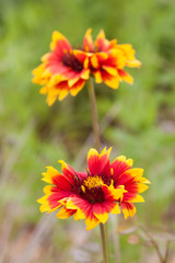 Blanketflower Gaillardia