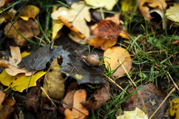 snail in the forest on the leaves
