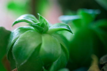 Beautiful houseplant with back light. macro. copy space. texture and background. front view