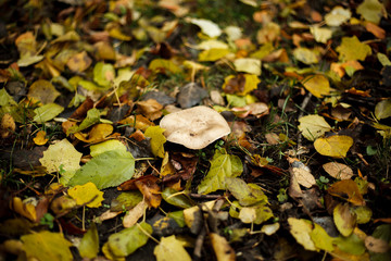 mushrooms in the forest, fallen leaves