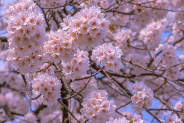 full bloom beautiful pink cherry blossoms flowers ( sakura ) in springtime sunny day with blue sky...
